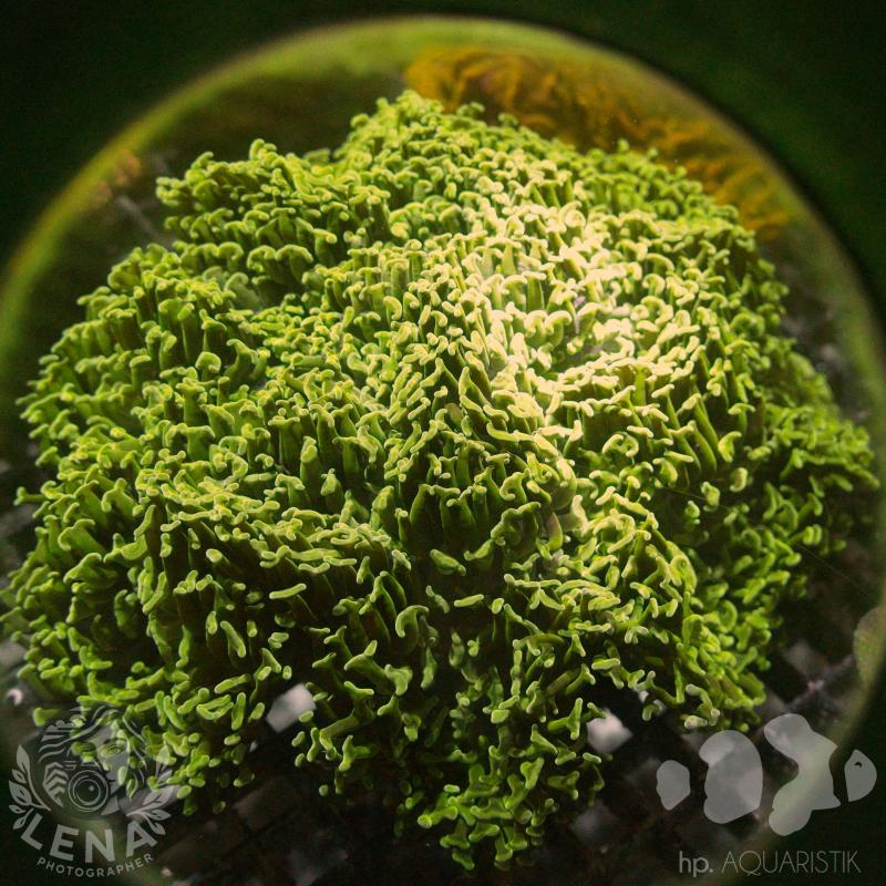 Euphyllia XL