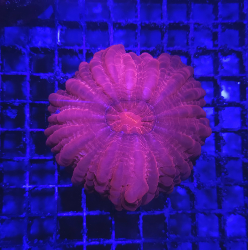Cynarina Turbo Red