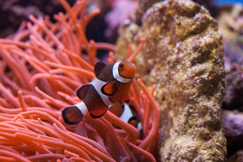 Anemonenfisch in Anemone, Haltung von Anemonenfischen