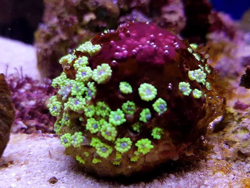 Cyanobakterien im Aquarium