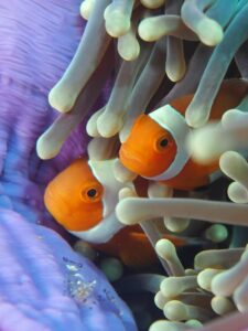 Haltung von Anemonenfischen, Paarhaltung