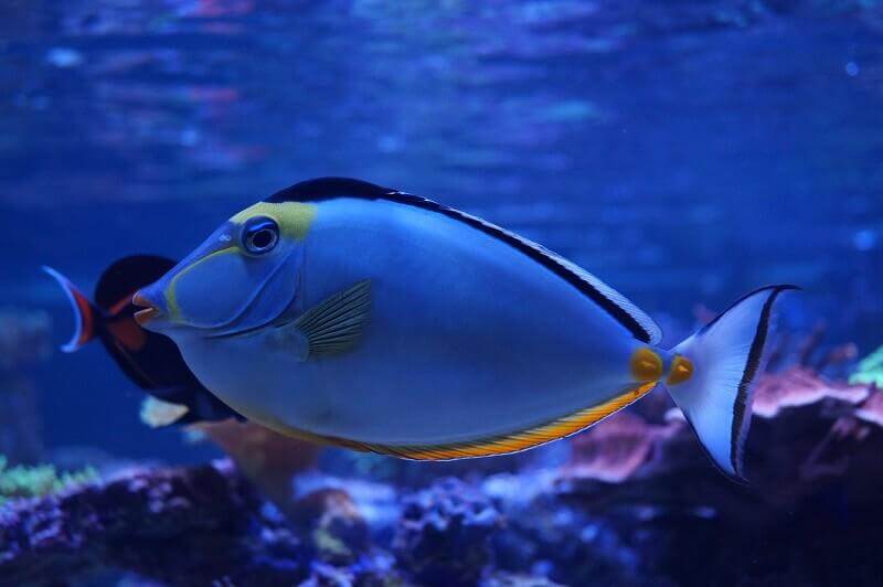 Haltung von Doktorfischen, Charakter, Einrichtung von Aquarien, Futter für Doktorfische