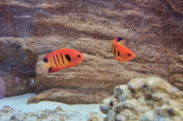 Zwergkaiserfische Vergesellschaften, mehrere Zwergkaiser im Aquarium