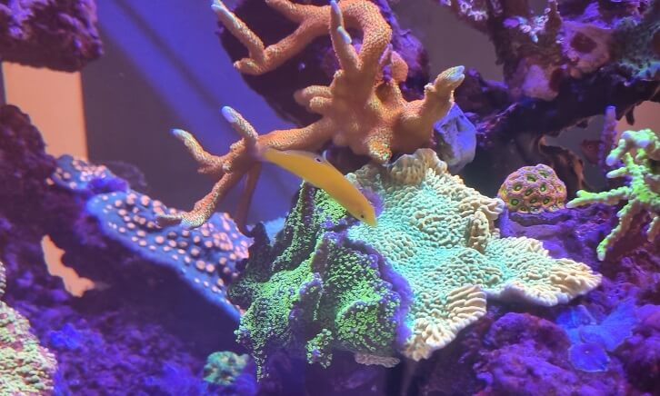 Fütterung von Lippfischen im Meerwasseraquarium, Lippfische füttern