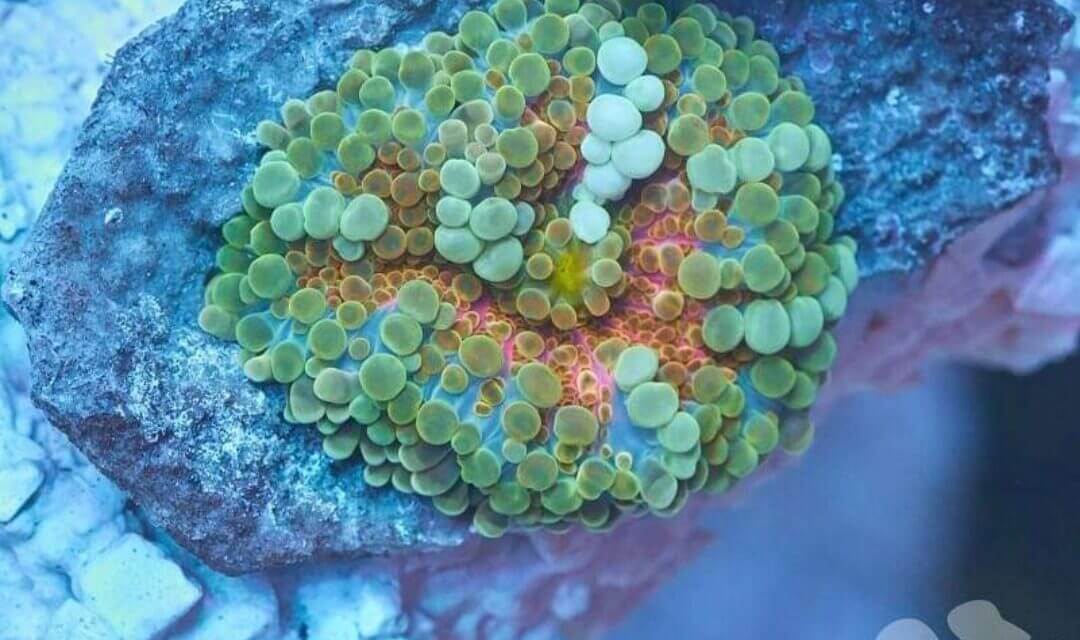 Scheibenanemone im Riffaquarium Scheibenanemone im Riffaquarium