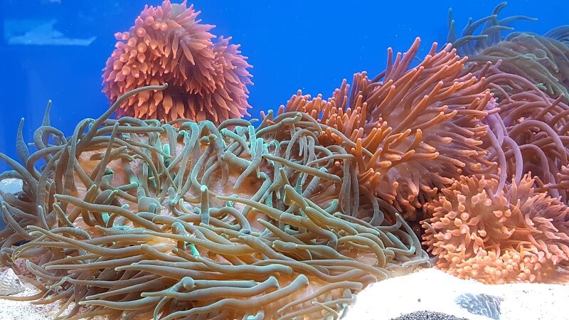 Aussehen von Anemonen Blasenbildung