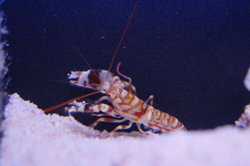 Symbiosekrebse im Meerwasseraquarium