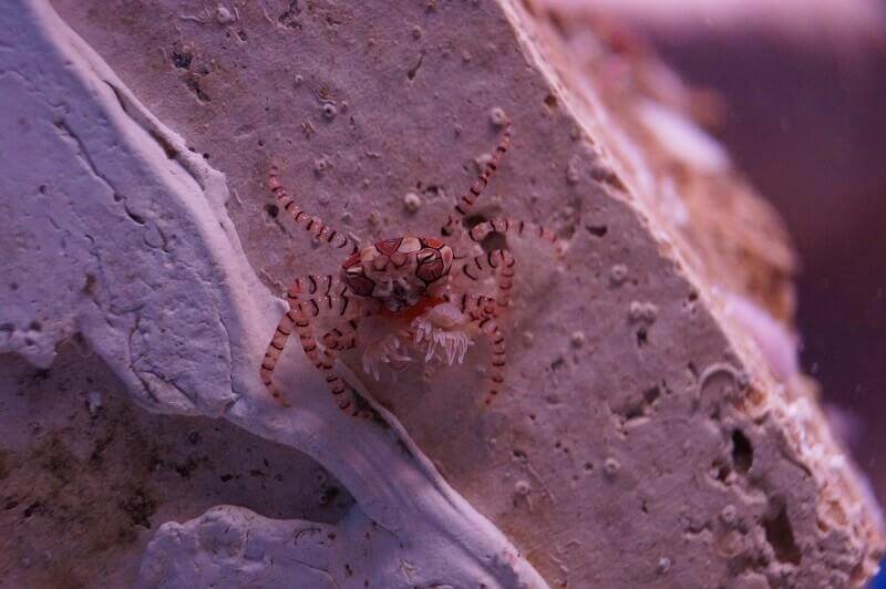 Besondere Krebse im Meerwasseraquarium