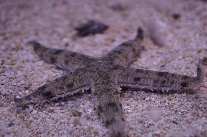 Seesterne für den Boden, Futterverwerter im Meerwasseraquarium