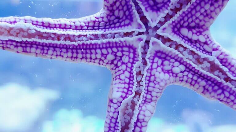 Aussehen von Seesternen, Haltung im Meerwasseraquarium