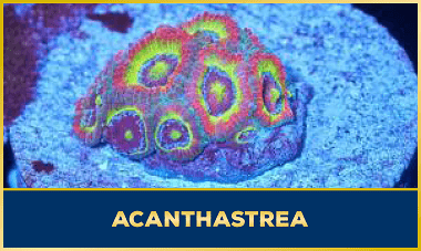 Acanthastrea / Micromussa