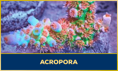 Acropora