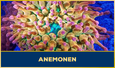 Anemonen