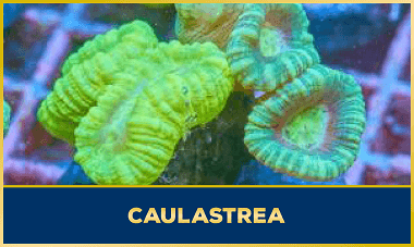 Caulastraea