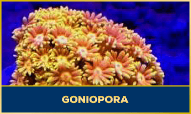 Goniopora