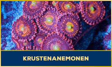 Krustenanemonen