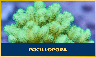 Pocillopora