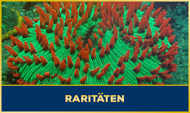 Raritäten