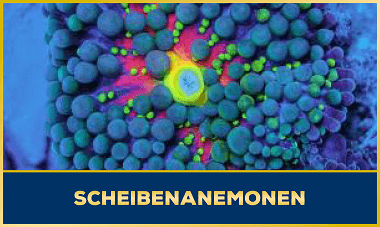 Scheibenanemone