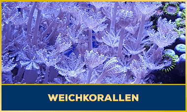 Weichkorallen