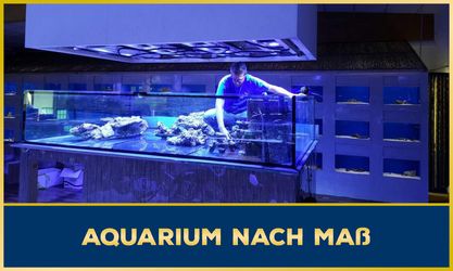 Aquarium nach Maß