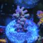Preview: Cyphastrea Decadia Red