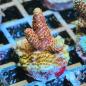Preview: Acropora Millepora Red Wine