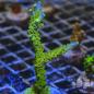 Preview: Acropora Joker