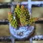 Preview: Acropora Cactus