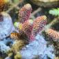 Preview: Acropora Millepora Sunset