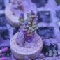 Preview: Acropora Apple Pie