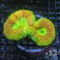 Preview: Lobophyllia Master