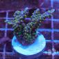 Preview: Montipora Star Wars