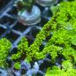 Preview: Montipora Star Wars Ultra