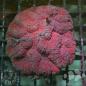 Preview: Lobophyllia I