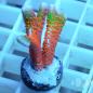 Preview: Montipora Bubblegum