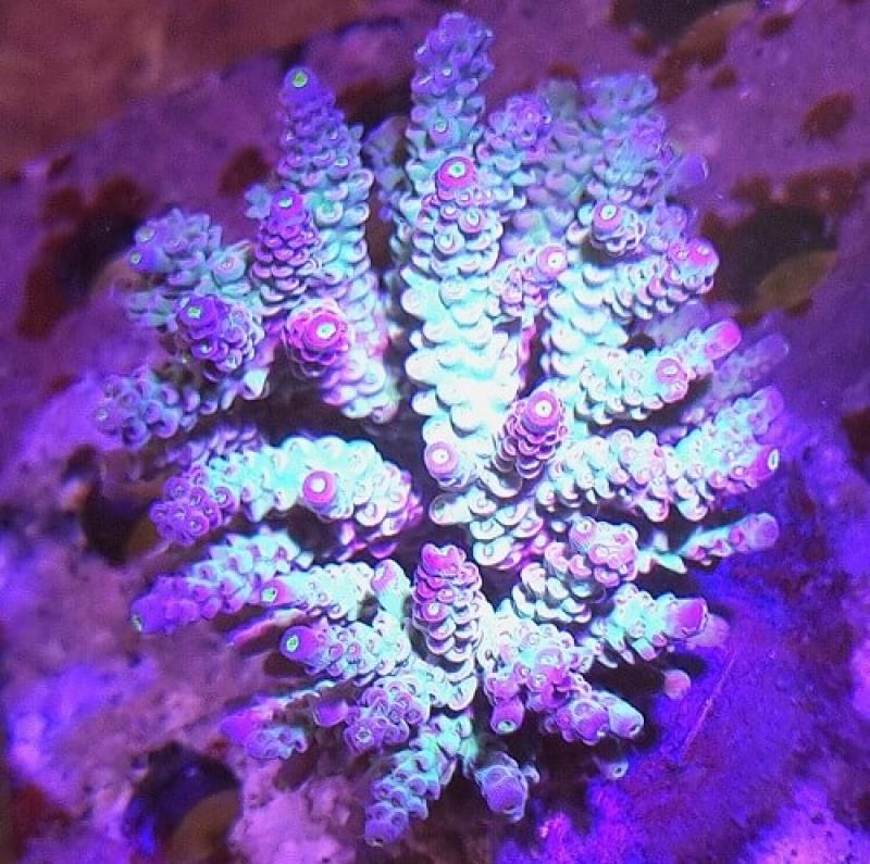 Acropora rainbow XL stock