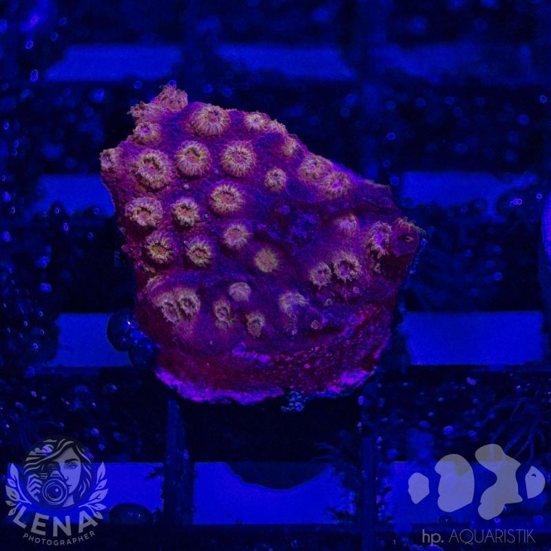 Cyphastrea Meteor Shower Violett