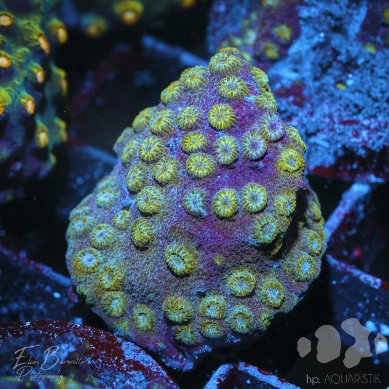 Cyphastrea Exotic Lime