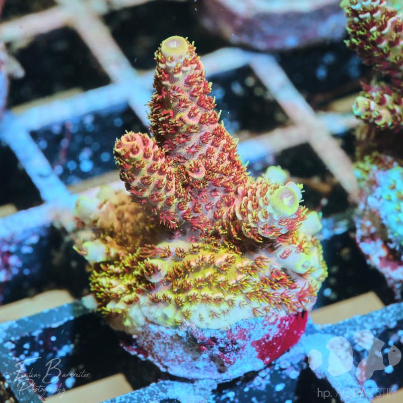 Acropora Millepora Red Wine