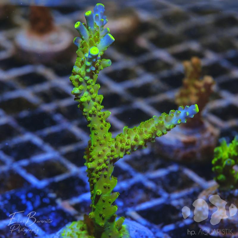 Acropora Joker