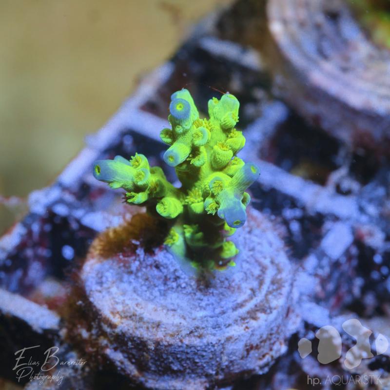 Acropora Tenuis ultra - Steinkoralle