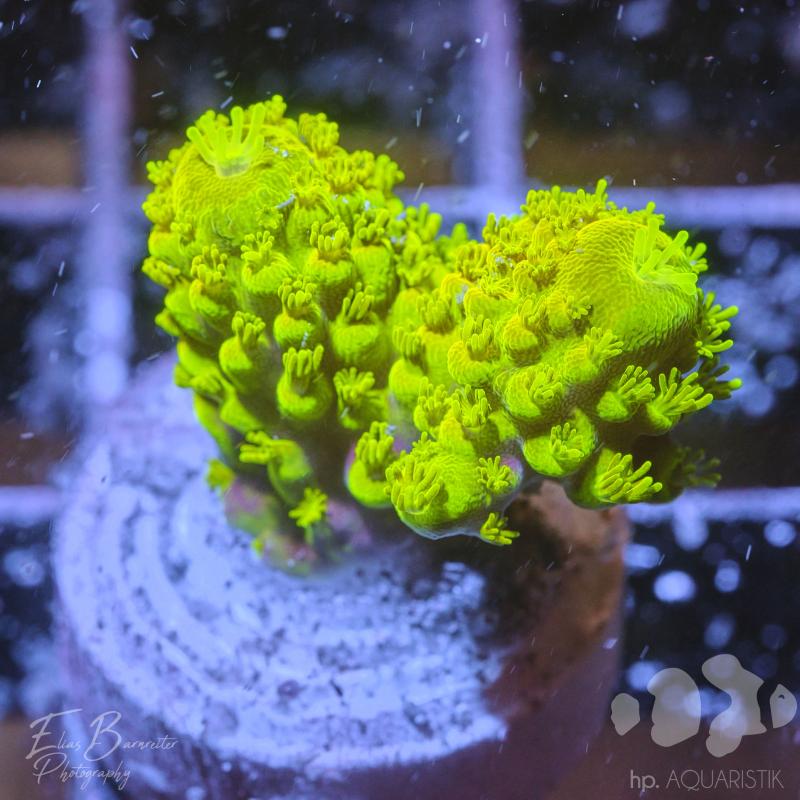 Acropora Humilis Grün