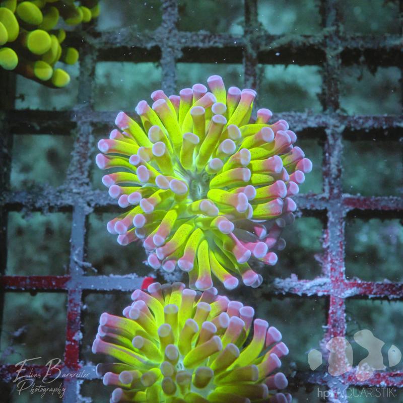 Euphyllia Hammer Toxic Grün