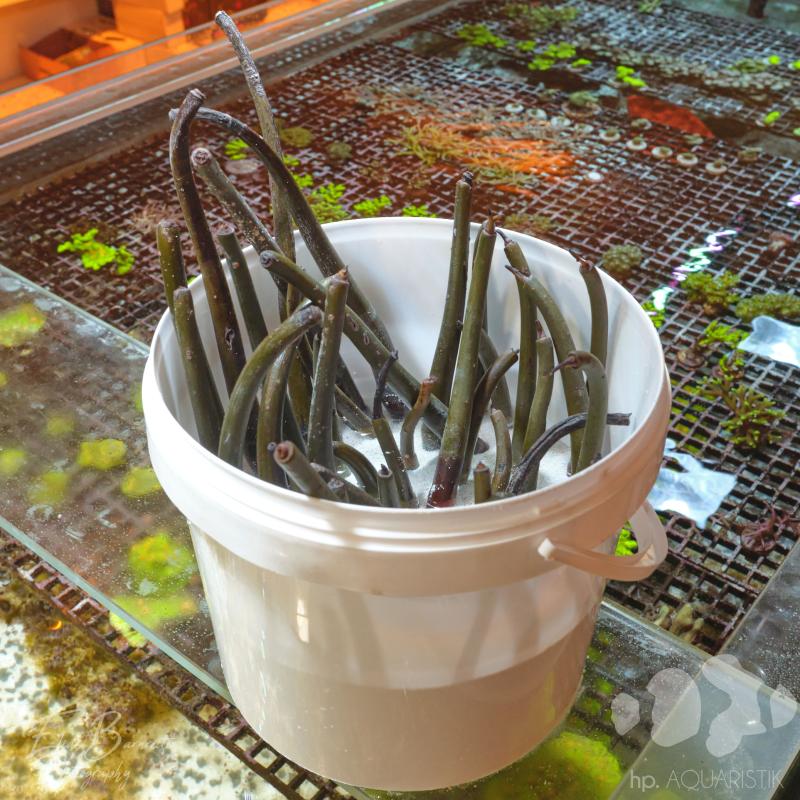 Mangrove Ableger