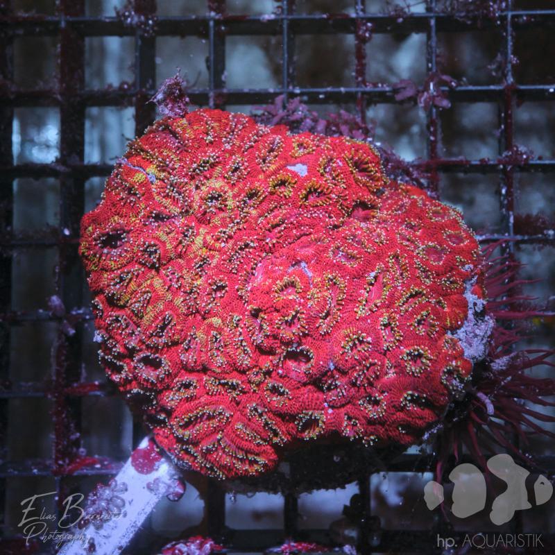 Acanthastrea  XL
