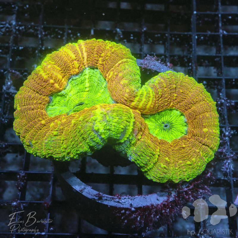 Lobophyllia Master