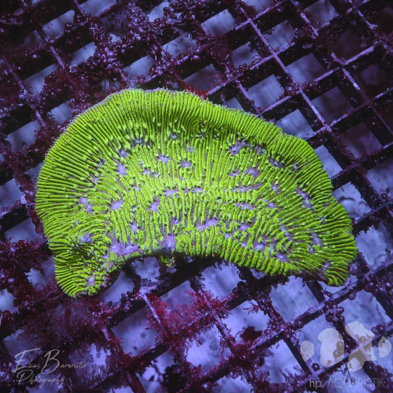 Favia Green