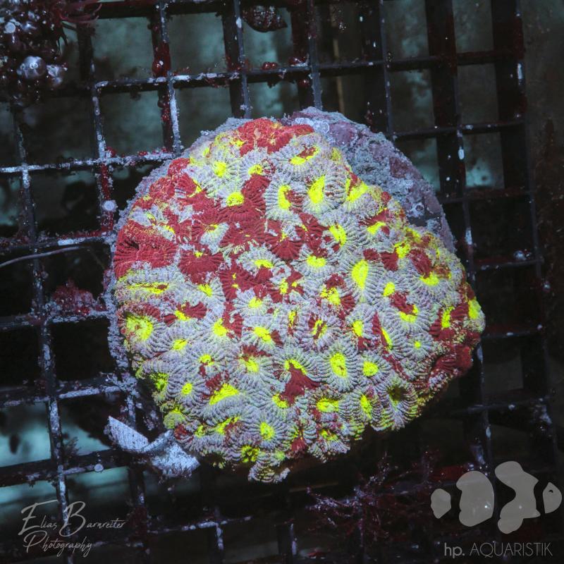 Favia XL Multicolor