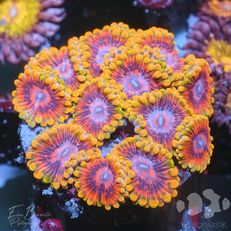 Zoanthus Inferno